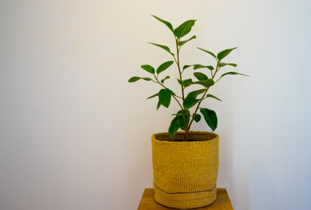 竹篮盆栽