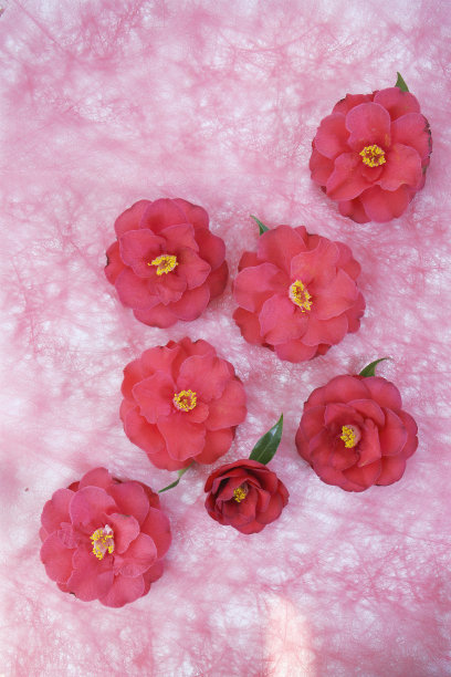 stamens