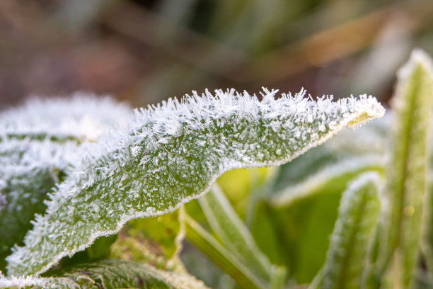 霜降 结霜的植物