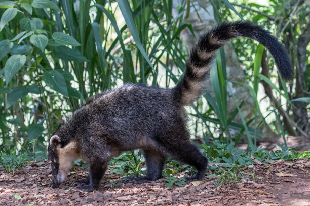 coatimundi