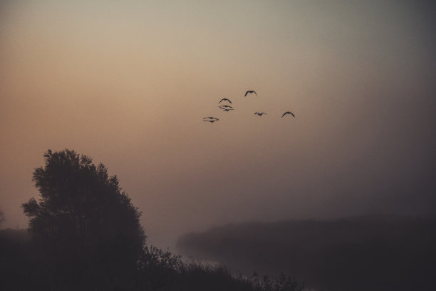 鸟群云雾
