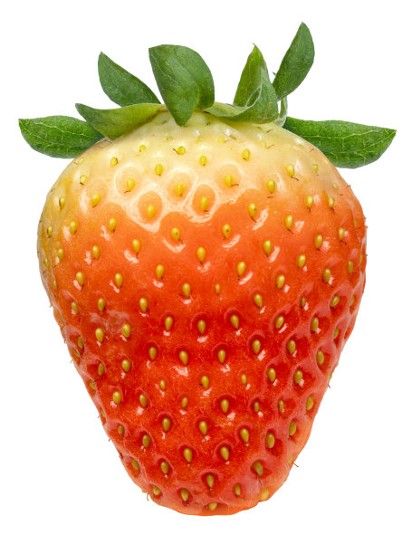 红草莓大草莓甜草莓