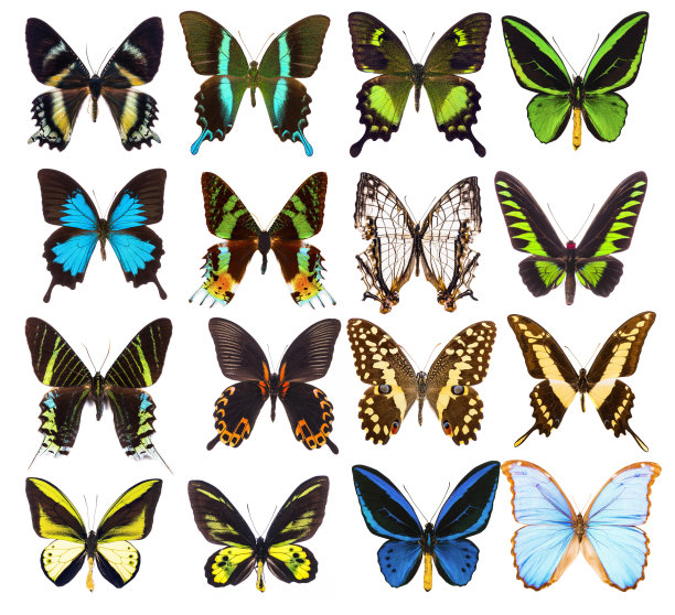 swallowtail