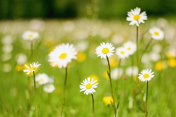 pyrethrum