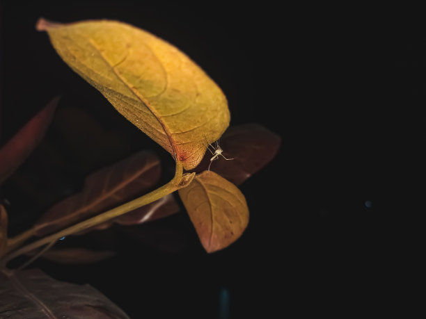 美丽花草素材植物花儿