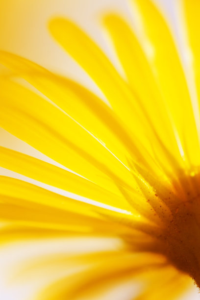 黄色向日葵开花图片