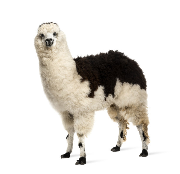 llama