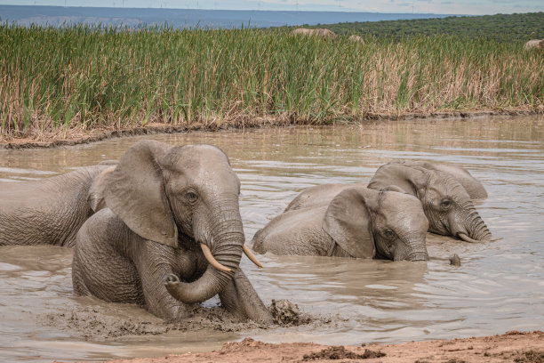 玩泥巴的大象
