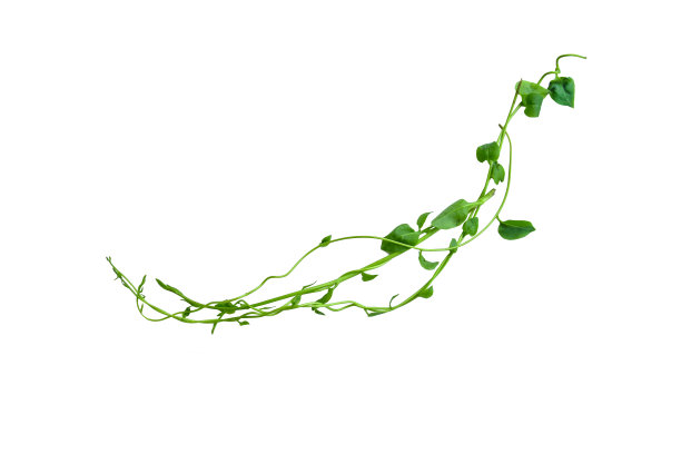 vitis