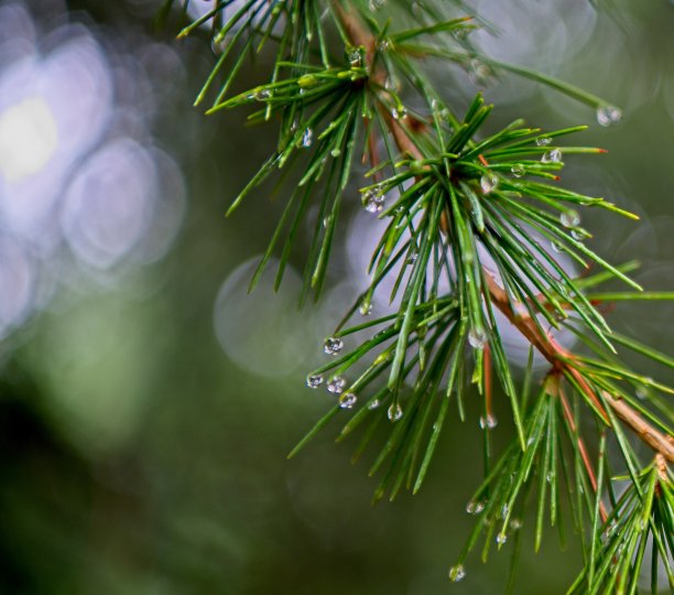 雨与松针