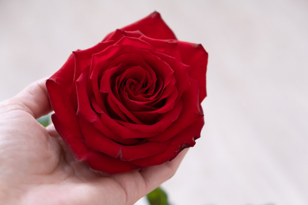情人节的红玫瑰在白背景上