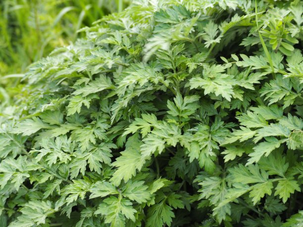mugwort