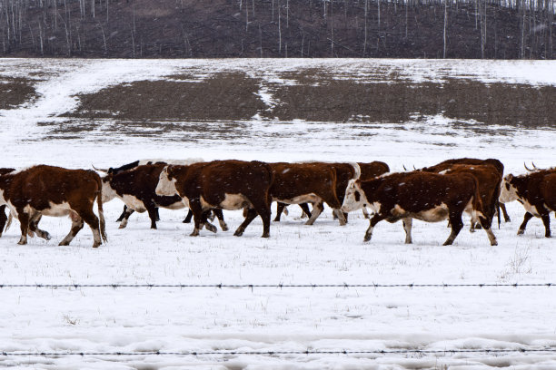 雪地上的牛群