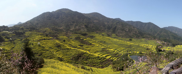 油菜花大地田园景观