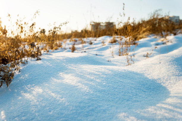 积雪覆盖草坪