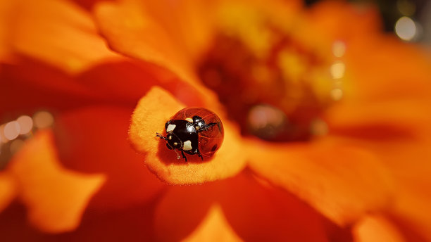 红色百日菊