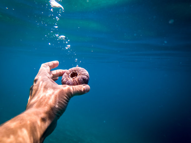 海底生物