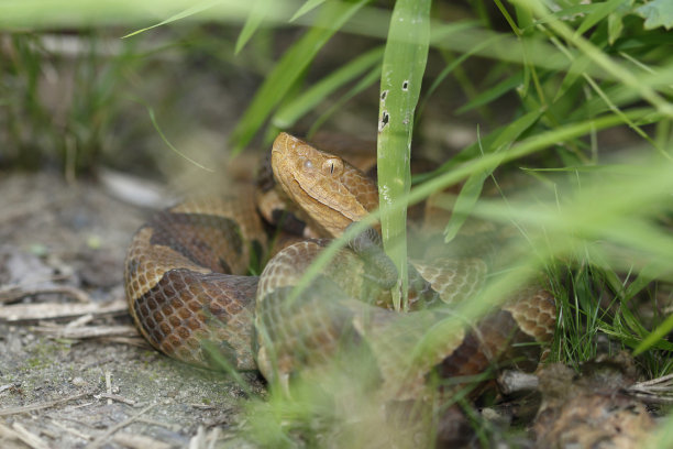 copperhead