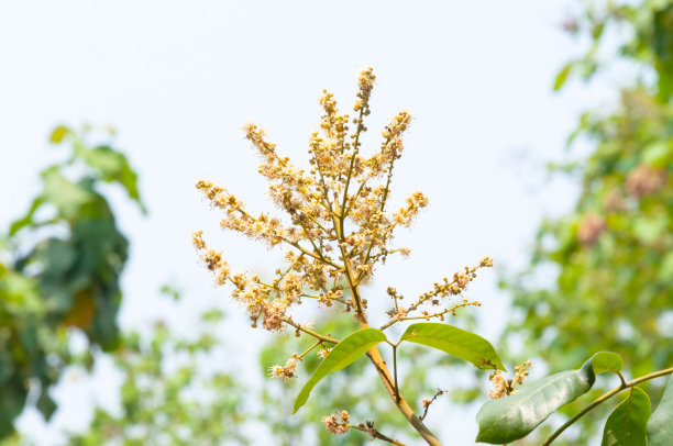 龙眼花