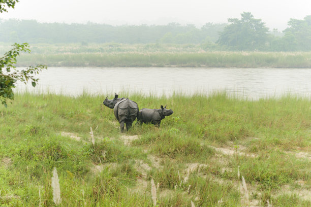chitwan