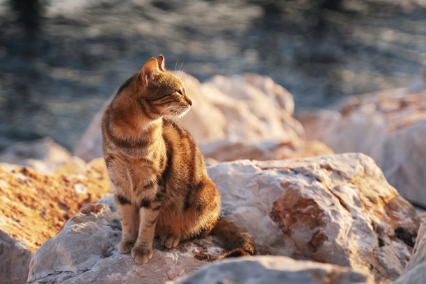 夏日小猫