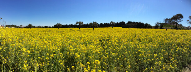 油菜花大地田园景观