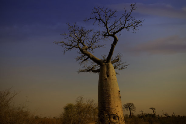 baobab