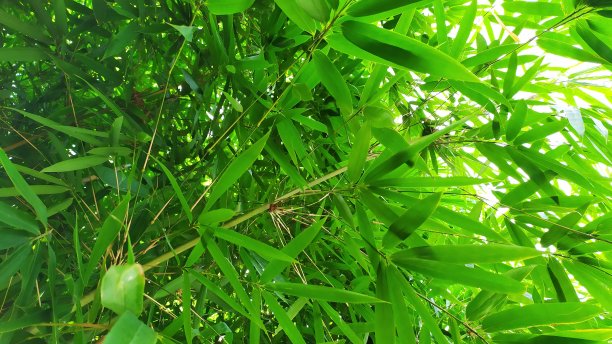 绿色竹子竹林素材