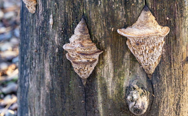 gills
