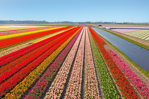 blossoms