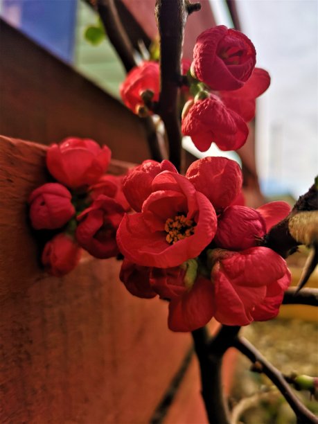 chaenomeles