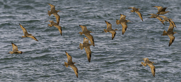 limosa