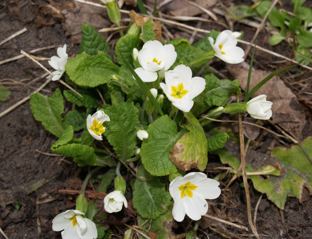 primula