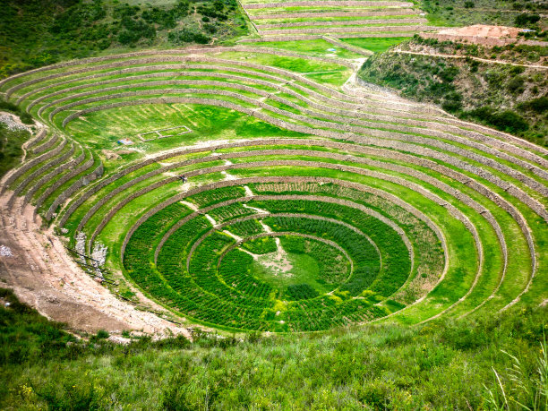 moray