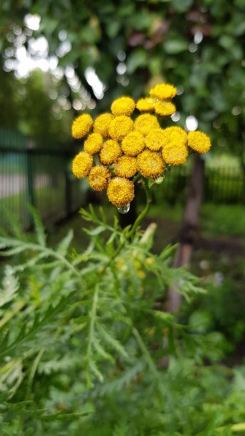 艾草背景