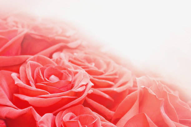 花瓣粉红色粉玫瑰花束