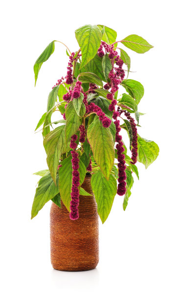 gomphrena