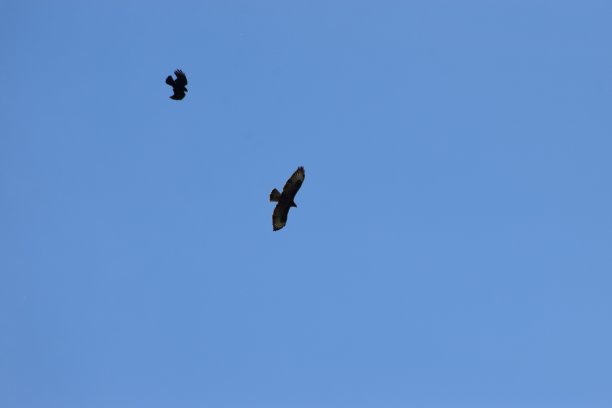 飞行在天空中的乌鸦