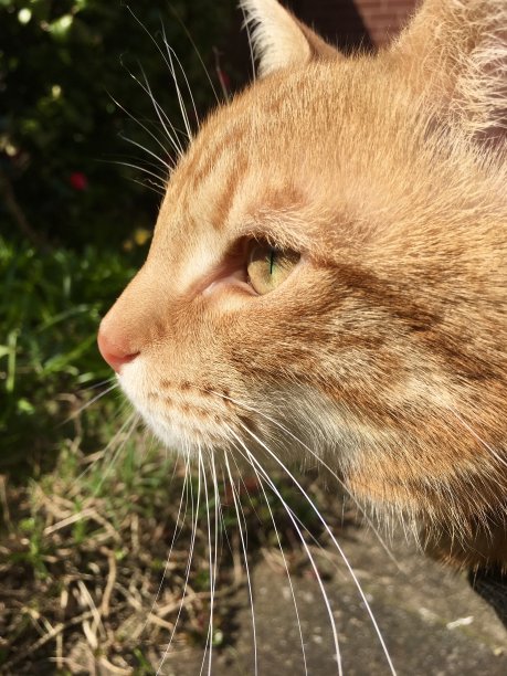 橙色眼睛的橘猫