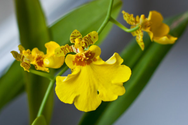 cymbidium