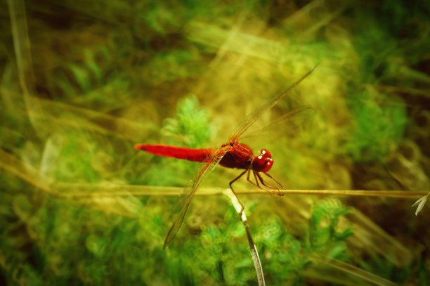 一只红色蜻蜓