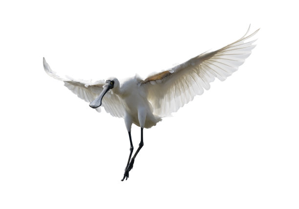spoonbill