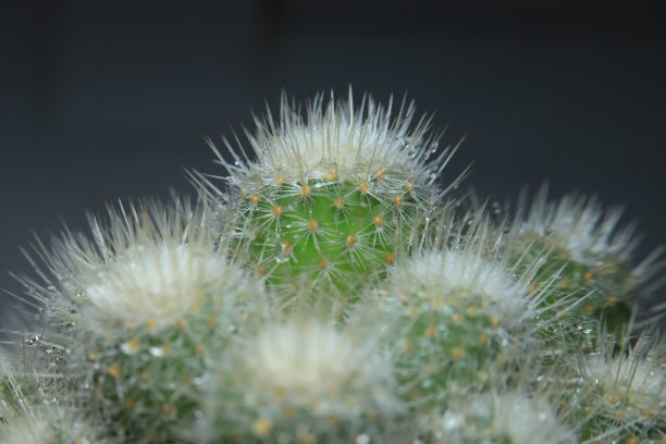 热带植物叶子抽象背景