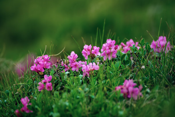 粉杜鹃花