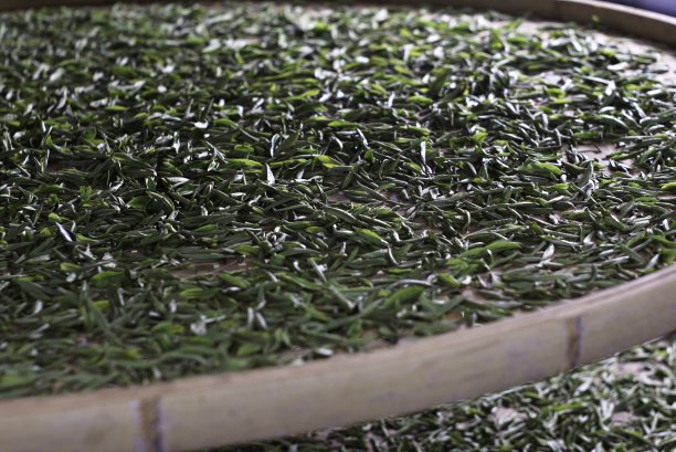 生产茶叶
