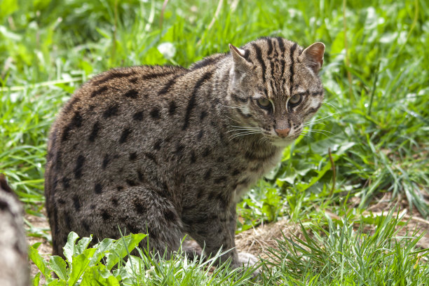 felis