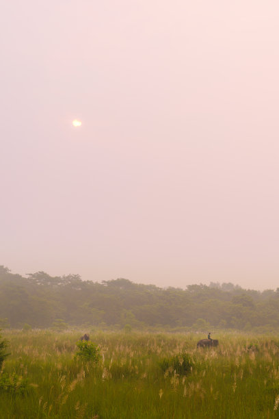 chitwan