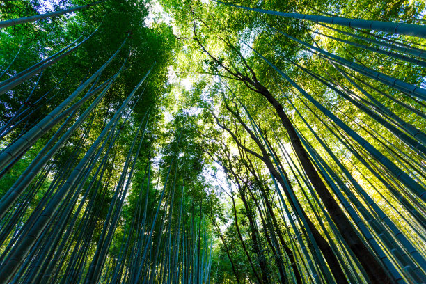 绿竹林竹林围栏