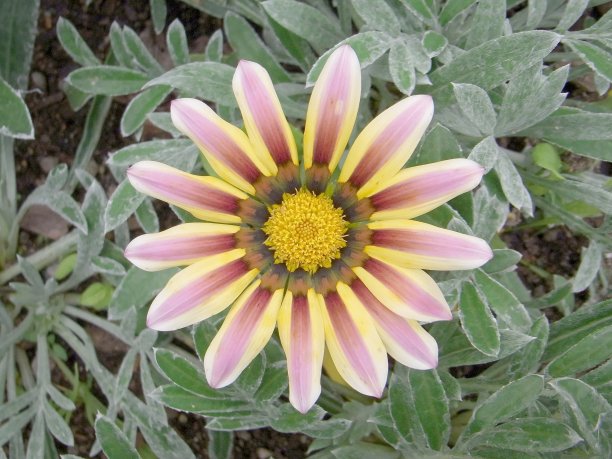 gazania