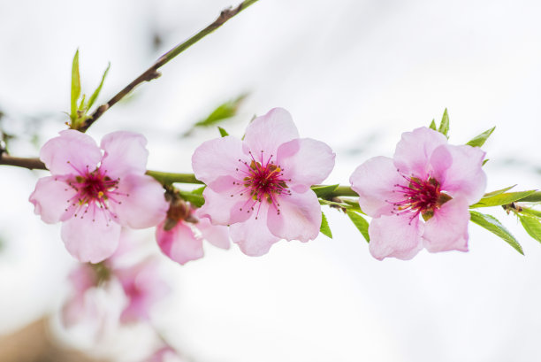 桃树花朵